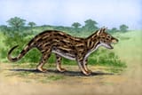 borhyaena tuberata