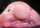 blobfish-psychrolutes-marcidus