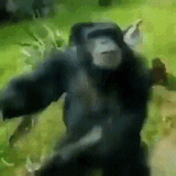 monkey-monkey-dancing