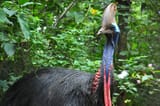southern-cassowary-forest-751071838