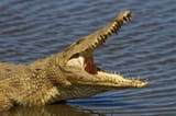 Crocodile3