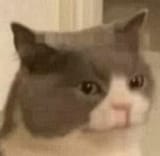 cat is not impressed