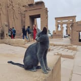 Philae Island Temple cat Aswan Egypt