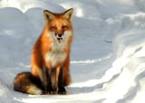 red fox