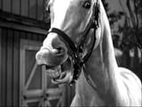mister-ed