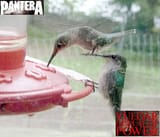 Pantara Hummingbird