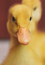 Duck