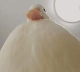 1542208313344