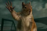 Zack Snyder squirell