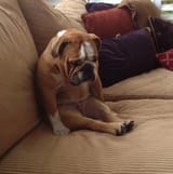 bulldogsad-meme-1