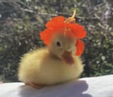 ducky flower