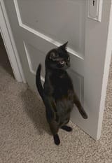 shelter-told-us-luna-was-born-there-and-wasnt-adopted-for-7-v0-r4e1u92m9hef1