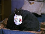 salem_fat