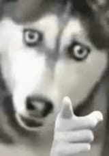 244242211414232