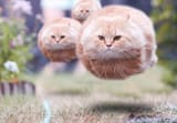 wierdcat 2021-12-12 065338