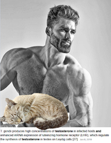 cat test