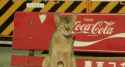 cats on park avenue_thumb.jpg