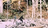 Patterson_Gimlin_Bigfoot