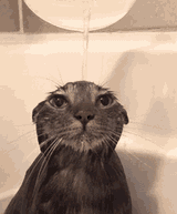 cat-wet