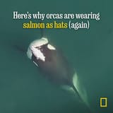 orca salmon hats