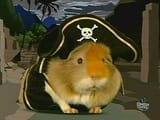 guinea_pirate