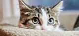 catto