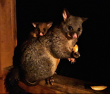 Brushtail Possum
