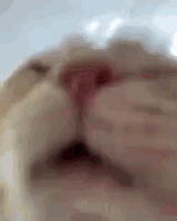 cat-water