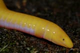 saotomecaecilian