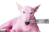 istockphoto-186596165-612x612