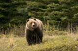 Grizzly-bear-Jasper-National-Park-Canada-Alberta