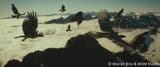 eagles
