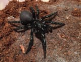 Atrax_robustus
