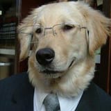 dog