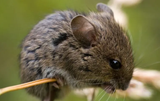 fieldmouse