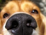 snifffff