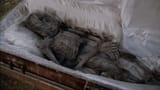 Mammalian_corpse