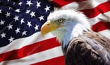 depositphotos_88771362-stock-photo-north-american-bald-eagle-on[1]