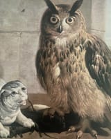 17th century owl mog
