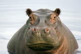 hippopotamus