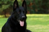 Black-German-Shepherd