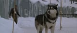 doggy