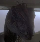 alanraptor