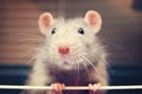whiskerTOP-800x533