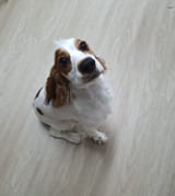 Roxxy sitting