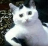 kitworried