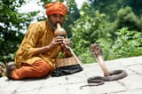 snakecharmer_118198594