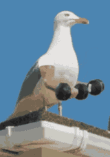 Lifting Pigeon