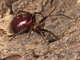 Kaldari_Steatoda_grossa_female_01