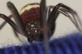 Cupboard-Spider